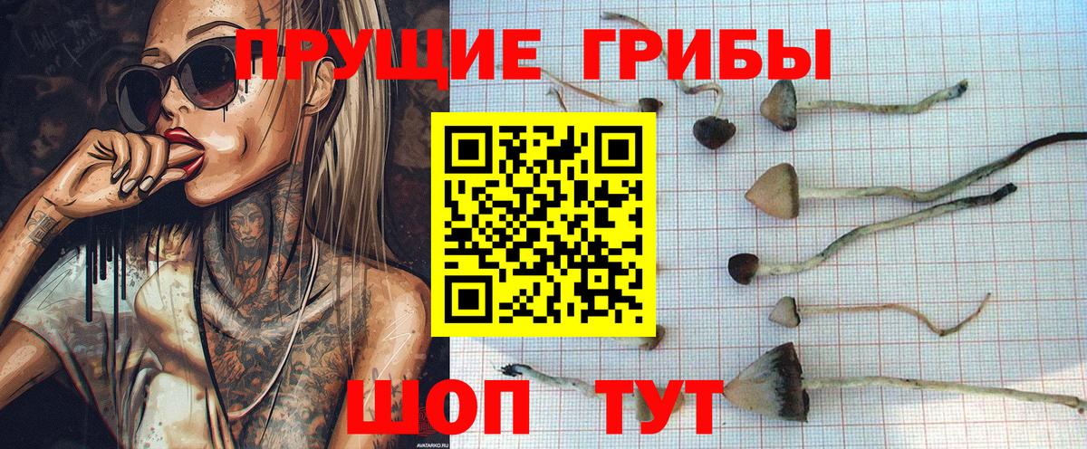 Псилоцибиновые грибы Cubensis Королёв
